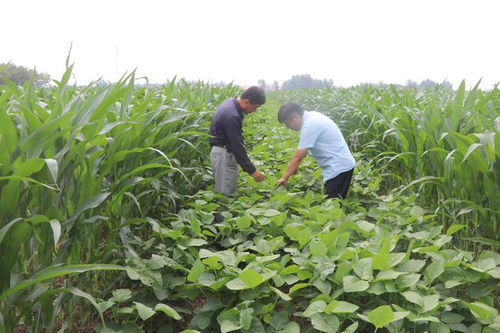 商店鎮大豆玉米帶狀復合種植基地作物長勢喜人，玉米種植迎來豐收希望
