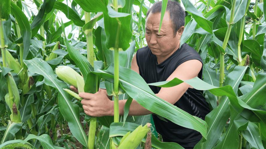 遜克 駐村精準幫扶，黏玉米產業豐產提質
